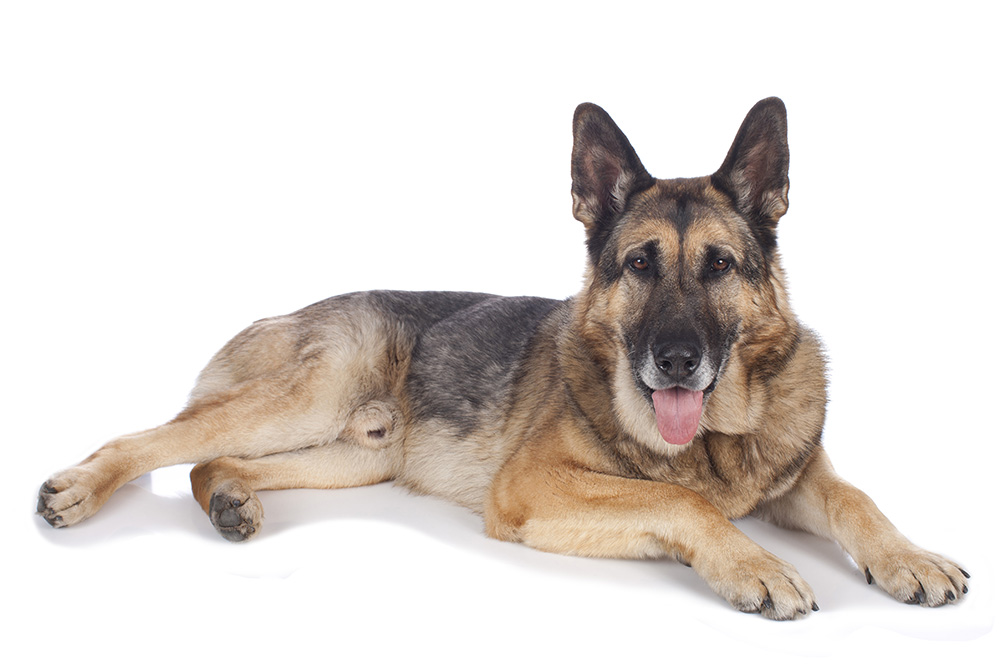 Schäferhund Senior Zooheld